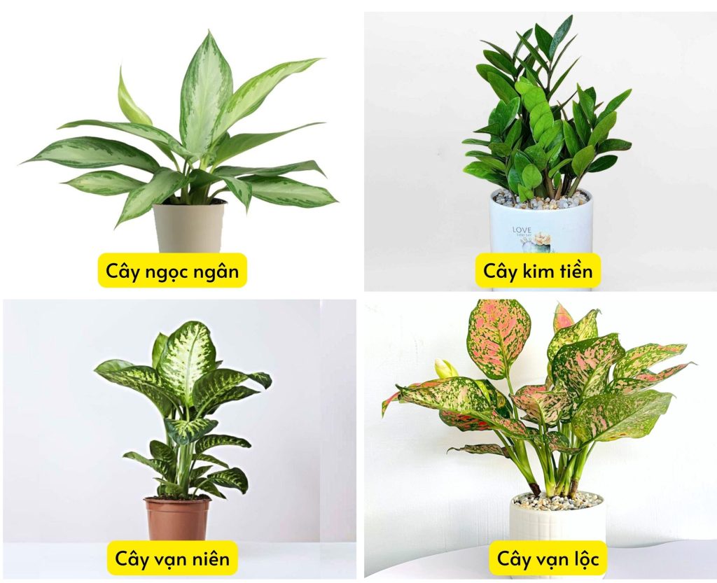 Trồng cây là cách làm tăng dương khí trong nhà được sử dụng nhiều nhất