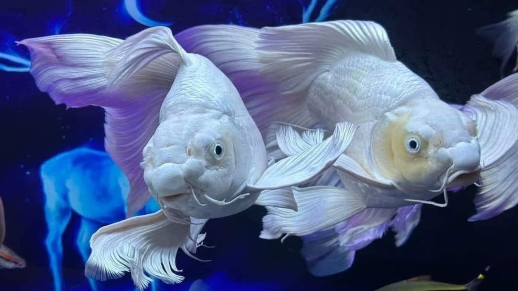 Cá thường mang theo một năng lượng lạc quan và bình yên